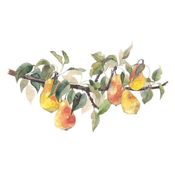 Aquarell Fruchtbirnenzweig. Details der Gartenpflanze. Rasterversion. Handzeichnung Malerei auf weißem Hintergrund — Stockfoto