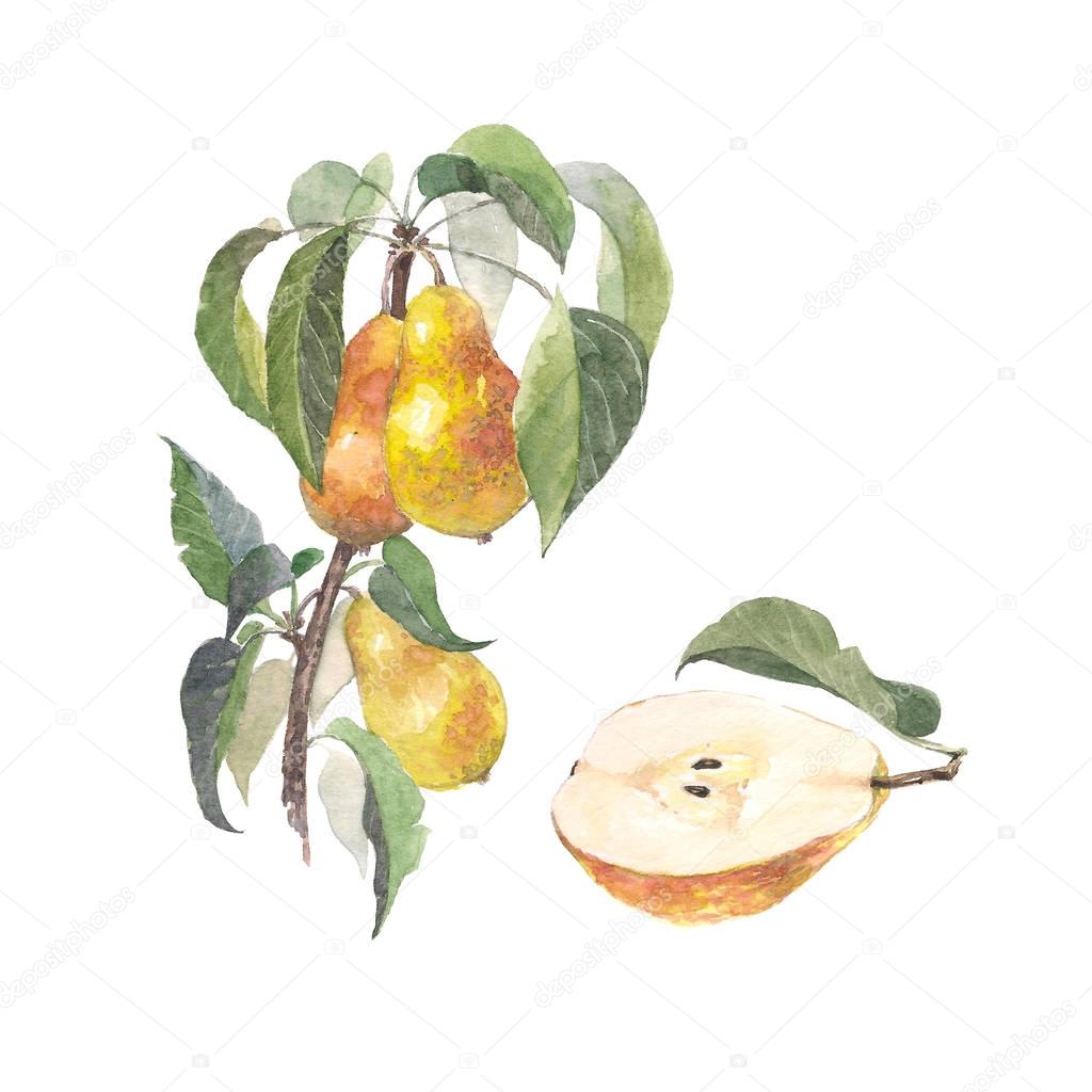 Watercolor fruit pear branch. Details of garden plant. Raster version. Hand drawing painting on white background