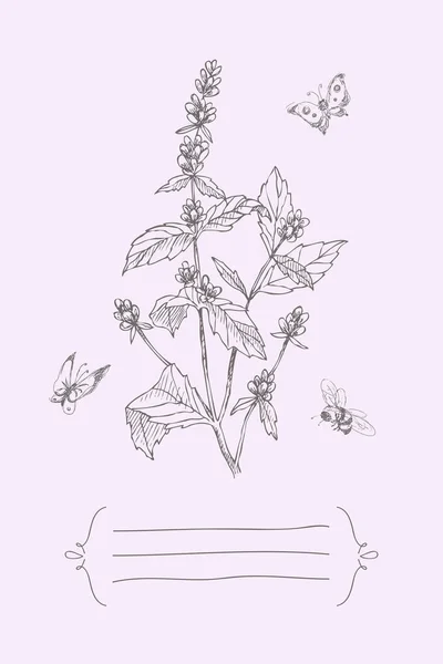 Ilustración botánica vintage flor de flor con lugar para el texto. Lavanda, abeja, mariposa. Diseño vectorial — Archivo Imágenes Vectoriales