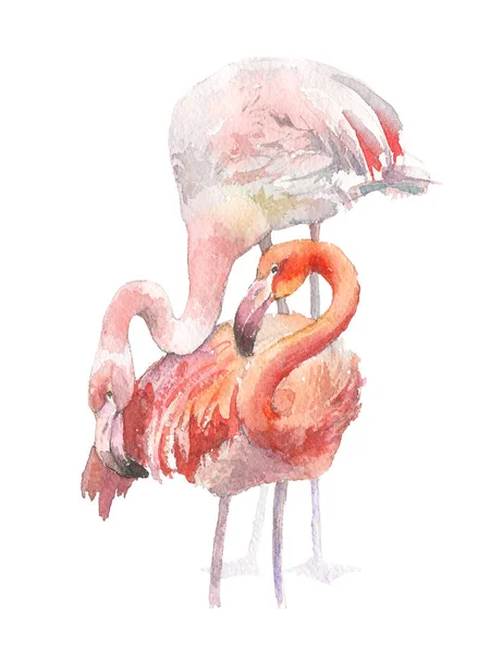 Beyaz arka plan üzerinde izole iki flamingo. Suluboya elle çizilmiş şekil. Rastra. — Stok fotoğraf
