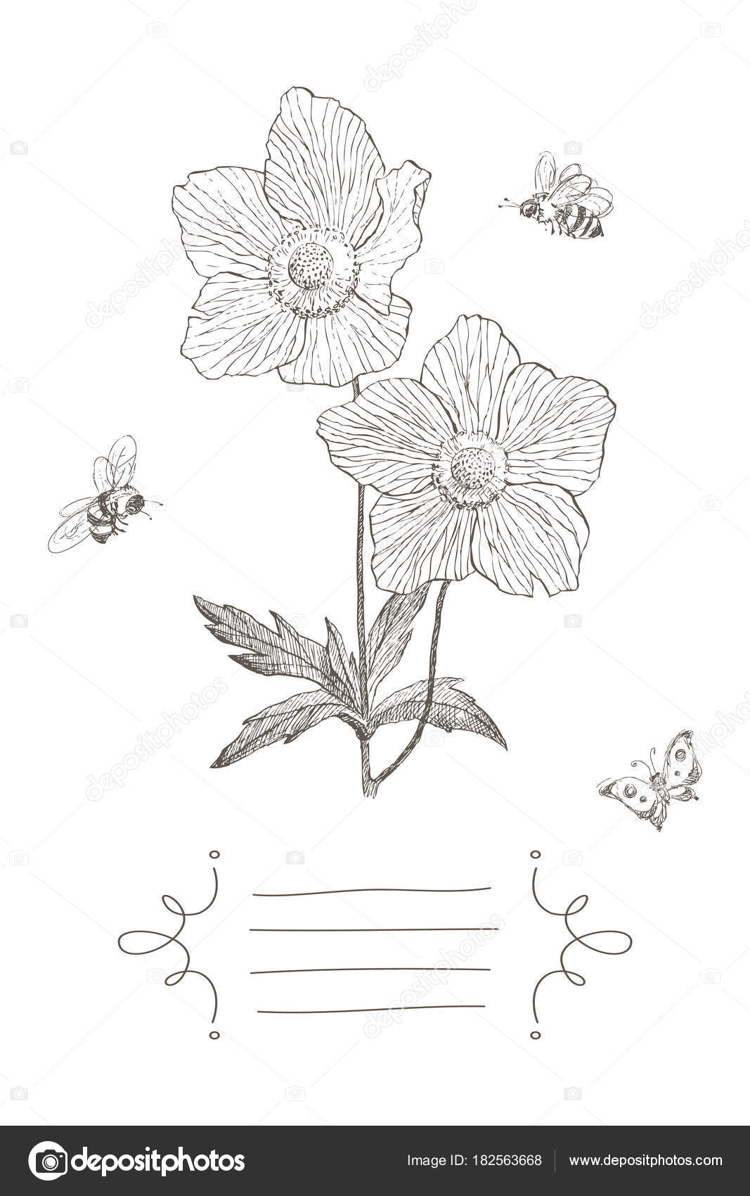 Fiore Illustrazione Botanica Dellannata Con Il Posto Per