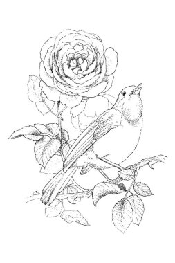 Gül ve küçük kuş. Vintage elle çizilmiş illüstrasyon, kömür gibi görünüyor. Vektör tasarımı.