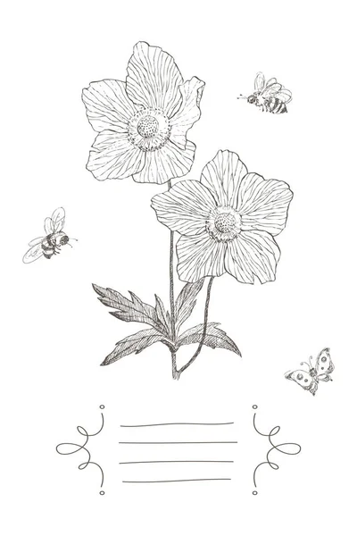 Ilustración botánica vintage flor de flor con lugar para el texto. Anémona, abeja, mariposa. Diseño vectorial — Vector de stock