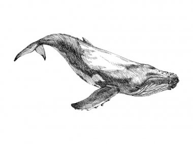 Grafik el beyaz arka plan üzerinde izole balina boyalı. Vektör çizim. Sperm balina ve kambur balina