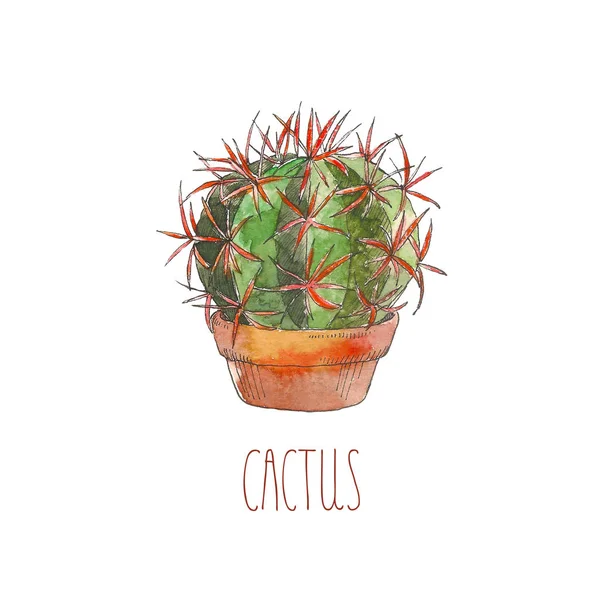 Cactus de ilustración botánica en acuarela en maceta, objeto aislado, trópicos — Foto de Stock