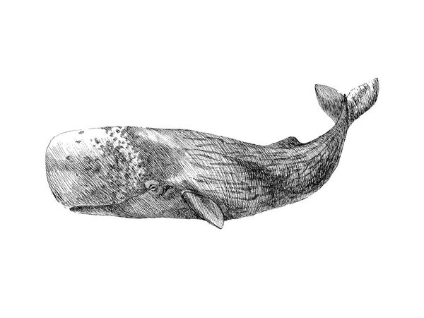 Graphical hand painted whale isolated on white background. Vector illustration. Sperm whale and humpback whale