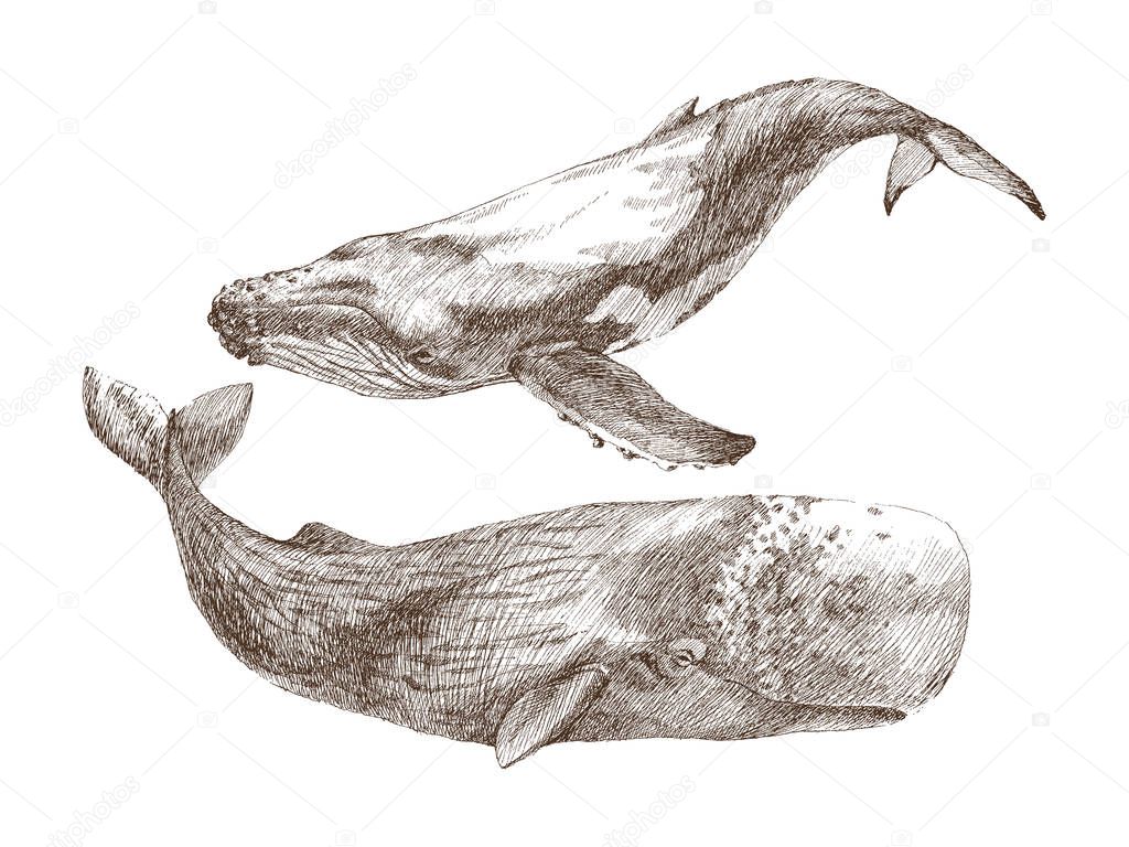 Set of Graphical hand painted whale isolated on white background. Vector illustration. Sperm whale and humpback whale