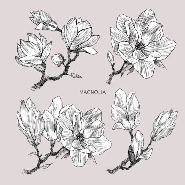 Mürekkep, kalem, yaprak ve çiçekleri Manolya izole et. Saydam arka plan sanat satır. El doğa resim çekilmiş. Serbest çizim şekil.