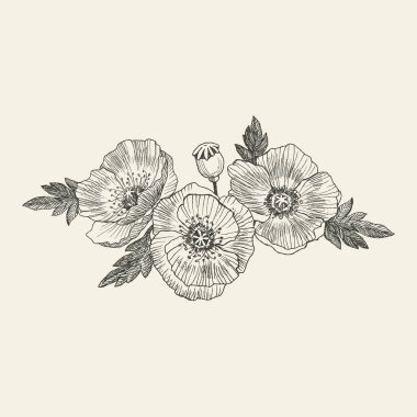 California haşhaş çiçekleri çizilmiş ve Hat sanatı ile kroki. Vektör tasarımı iş için ziyaret kart, tipografi, logo.