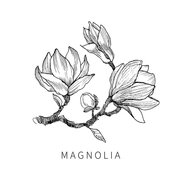 Bläck, penna, blad och blommor av Magnolia isolera. Line art transparent bakgrund. Hand dras naturmålning. FreeHand skissa illustration. — Stock vektor