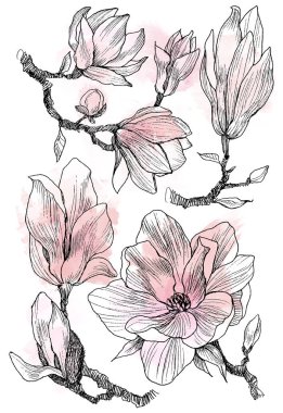 Mürekkep, kalem, yaprak ve çiçekleri Manolya izole et. Saydam arka plan sanat satır. El doğa resim çekilmiş. Serbest çizim çizim seti
