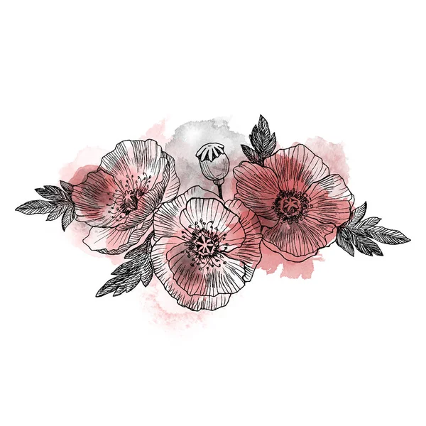 ハナビシソウの花が描かれた、白い背景の線画でスケッチ。水彩デザイン — ストック写真