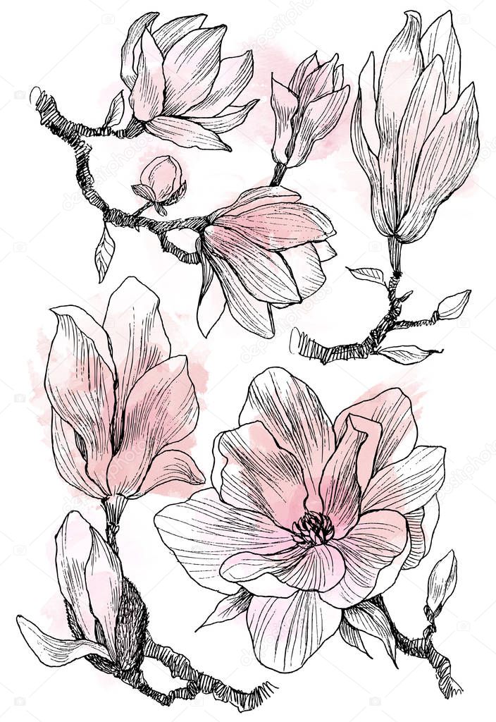 Ink, pencil, the leaves and flowers of Magnolia isolate. Line art transparent background. Hand drawn nature painting. Freehand sketching illustration set