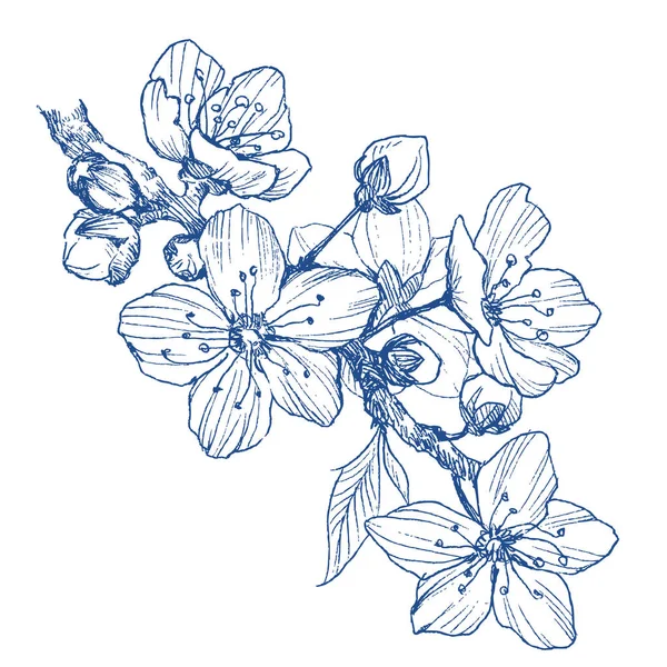 Mandelblütenzweig isoliert auf weiß. Jahrgang botanische handgezeichnete Illustration. Frühlingsblumen von Apfel- oder Kirschbaum. — Stockvektor