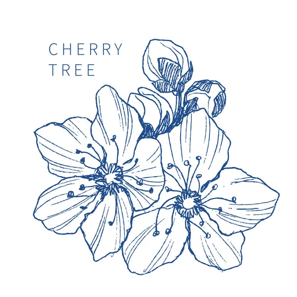 Amandel bloesem tak op wit wordt geïsoleerd. Vintage botanische hand getekende illustratie. Lentebloemen van apple of cherry tree. — Stockvector