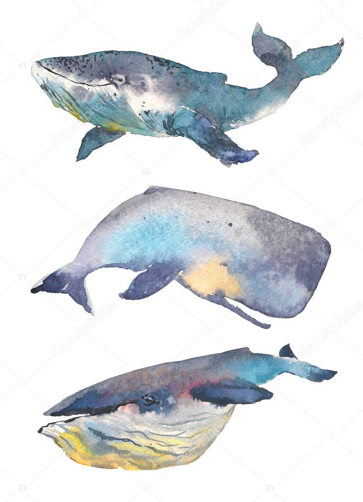 Whales set. Sea animal. Watercolor Hand-painted Illustration Isolated on white background