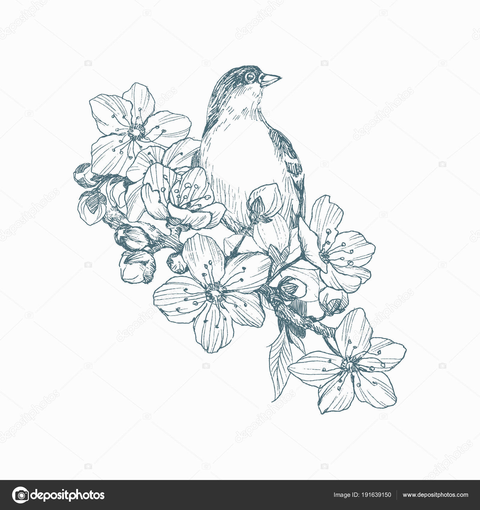Vector Illustration Of Hand Drawn Bird On Blooming Brunch
