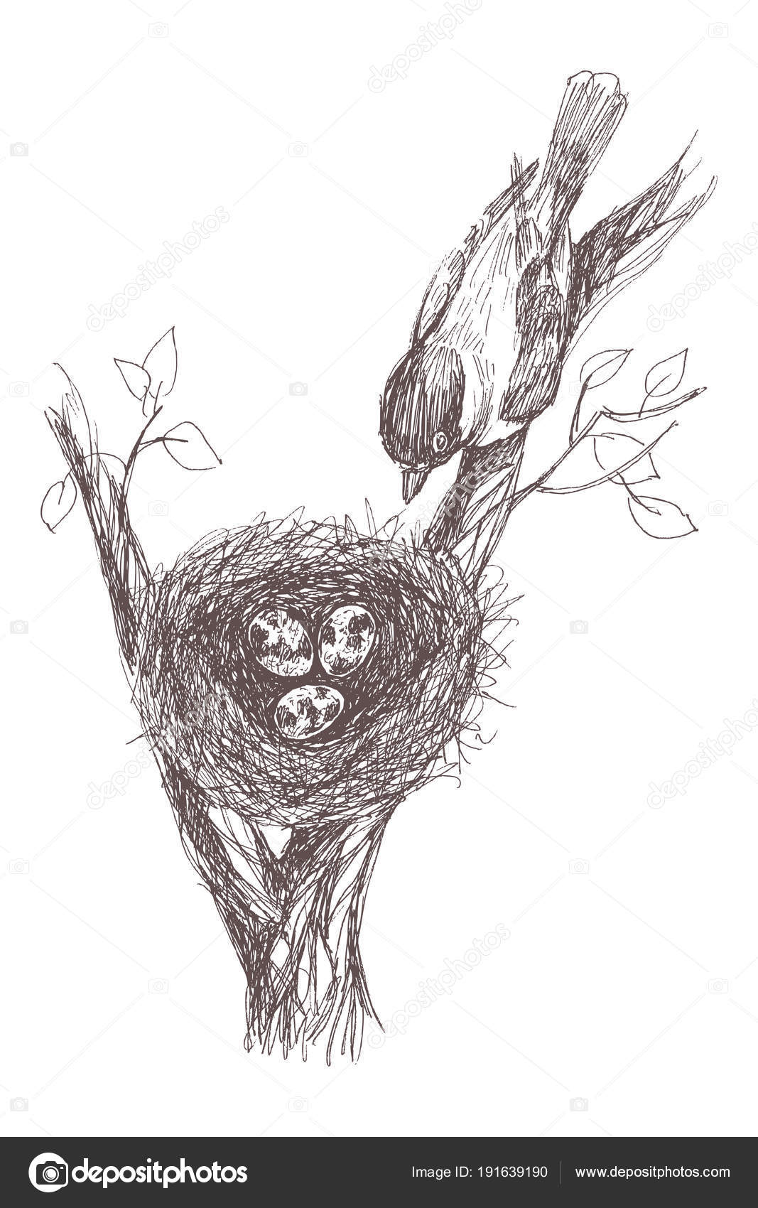 Vector Illustration Of Hand Drawn Nest With Spotted Eggs And
