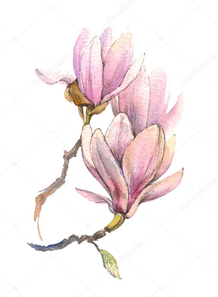 The spring magnolia watercolor flower branch isolated on white background