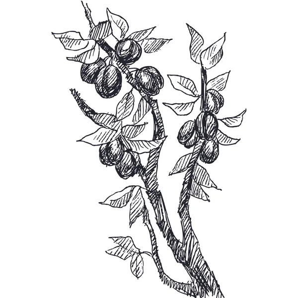 Garden fruit plum engraving style. Isolated on white background. Retro style hand drawn illustration. Vintage plum branch. Vector design — Stock Vector