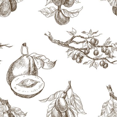 Seamless modeli. Stil oyma Bahçe meyve kümesi. Arka plan üzerinde izole. Retro tarzı çizilmiş şekil ver. Vintage Erik dalı. Vektör tasarımı