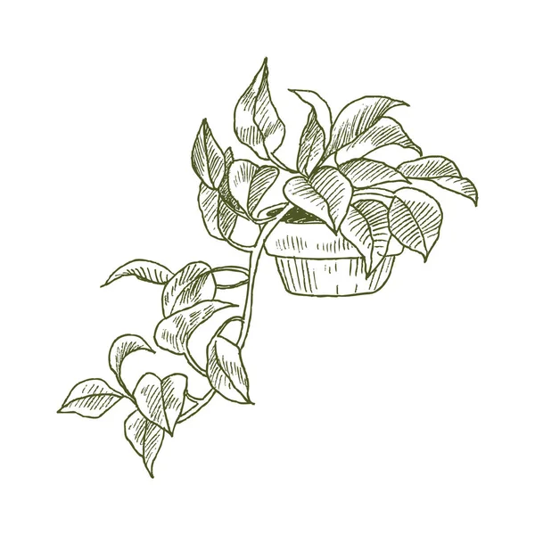 屋内の観葉植物が、白い背景で隔離の鍋でオフィスの植物のイラスト。線形ベクトル スケッチ家植物鍋イラスト — ストックベクタ