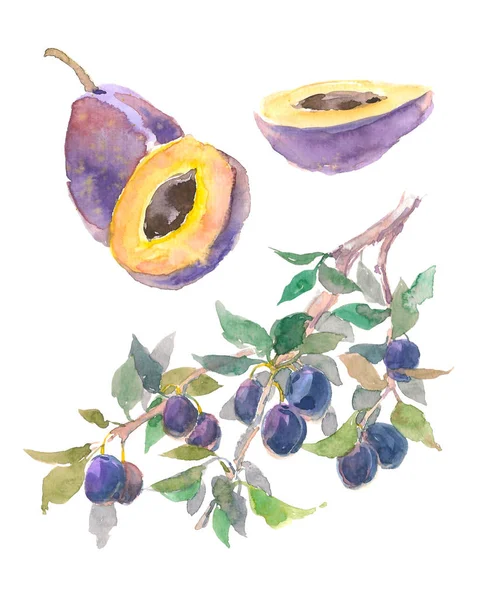 Set aquarel fruit plum branch geïsoleerd op een witte achtergrond. Hand getekend schilderij — Stockfoto