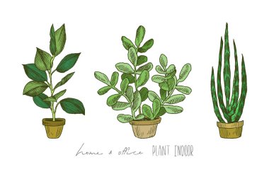 İllüstrasyon ofis bitki tencerede ve houseplants, kapalı. Ev bitkisi izole kümesi. Vektör Lineer ev bitki pot illüstrasyon kroki