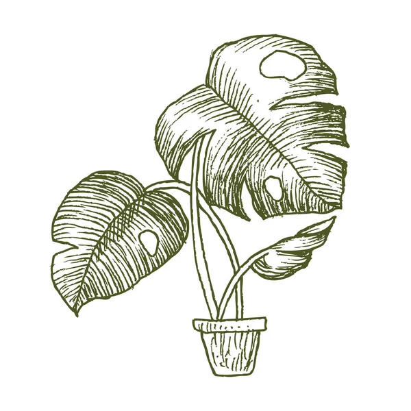 Illustratie van kamerplanten, binnen en kantoor planten in pot geïsoleerd op een witte achtergrond. Vector lineaire sketch huis plant monstera illustratie — Stockvector