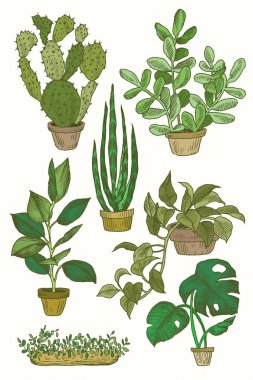 İllüstrasyon ofis bitki tencerede ve houseplants, kapalı. Ev bitkisi izole kümesi. Vektör evi bitki pot illüstrasyon kroki