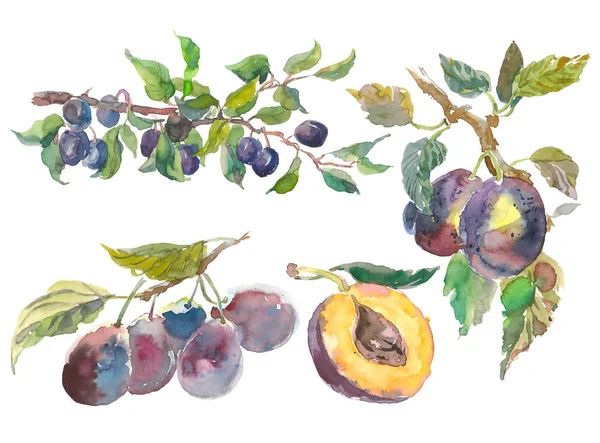 Conjunto de rama de ciruela de fruta acuarela aislada sobre fondo blanco. Pintura dibujada a mano — Foto de Stock