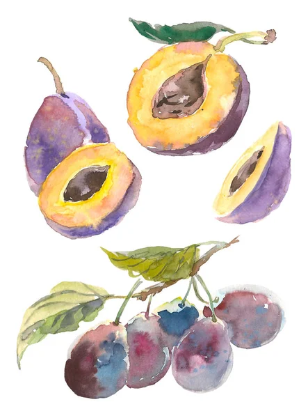 Set aquarel fruit plum branch geïsoleerd op een witte achtergrond. Hand getekend schilderij — Stockfoto