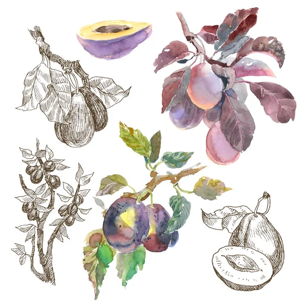 Grote Set aquarel fruit plum branch geïsoleerd op een witte achtergrond. Hand getrokken schilderen. Lineaire schets botanische illustratie. — Stockfoto