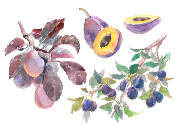 Set aquarel fruit plum branch geïsoleerd op een witte achtergrond. Hand getekend schilderij — Stockfoto