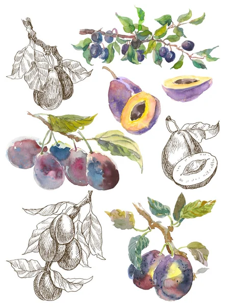 Big Set of watercolor fruit plum branch isolated on white background. Hand drawn painting. Linear sketch botanical illustration. — Stock Photo, Image