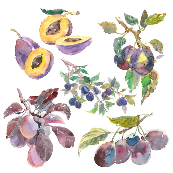 Grote Set aquarel fruit plum branch geïsoleerd op een witte achtergrond. Hand getekend schilderij — Stockfoto