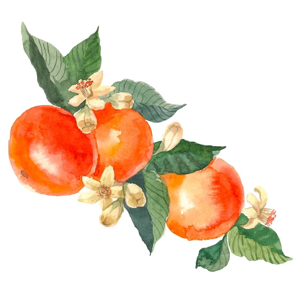 Ручний малюнок акварелі на білому тлі. Акварель ілюстрація фруктового мандарина з квітами — стокове фото