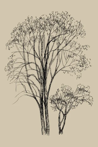 Χέρι διανυσματικά εικονογράφηση δύο δέντρου. Απομονωμένο εικόνα χαραγμένη στυλ. Ρετρό στυλ. Βοτανική σκίτσο — Διανυσματικό Αρχείο