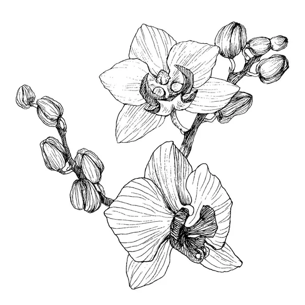 Hand dras svart kontur orchid på en vit bakgrund som isolerade. Mycket detaljerade vektorillustration. Vackra exotiska blomma. Cymbidium för din logotyp, sammansättning, design. — Stock vektor