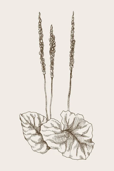 Större groblad eller Plantago större. Vintage botaniska ingraverad illustration. Vektor design — Stock vektor