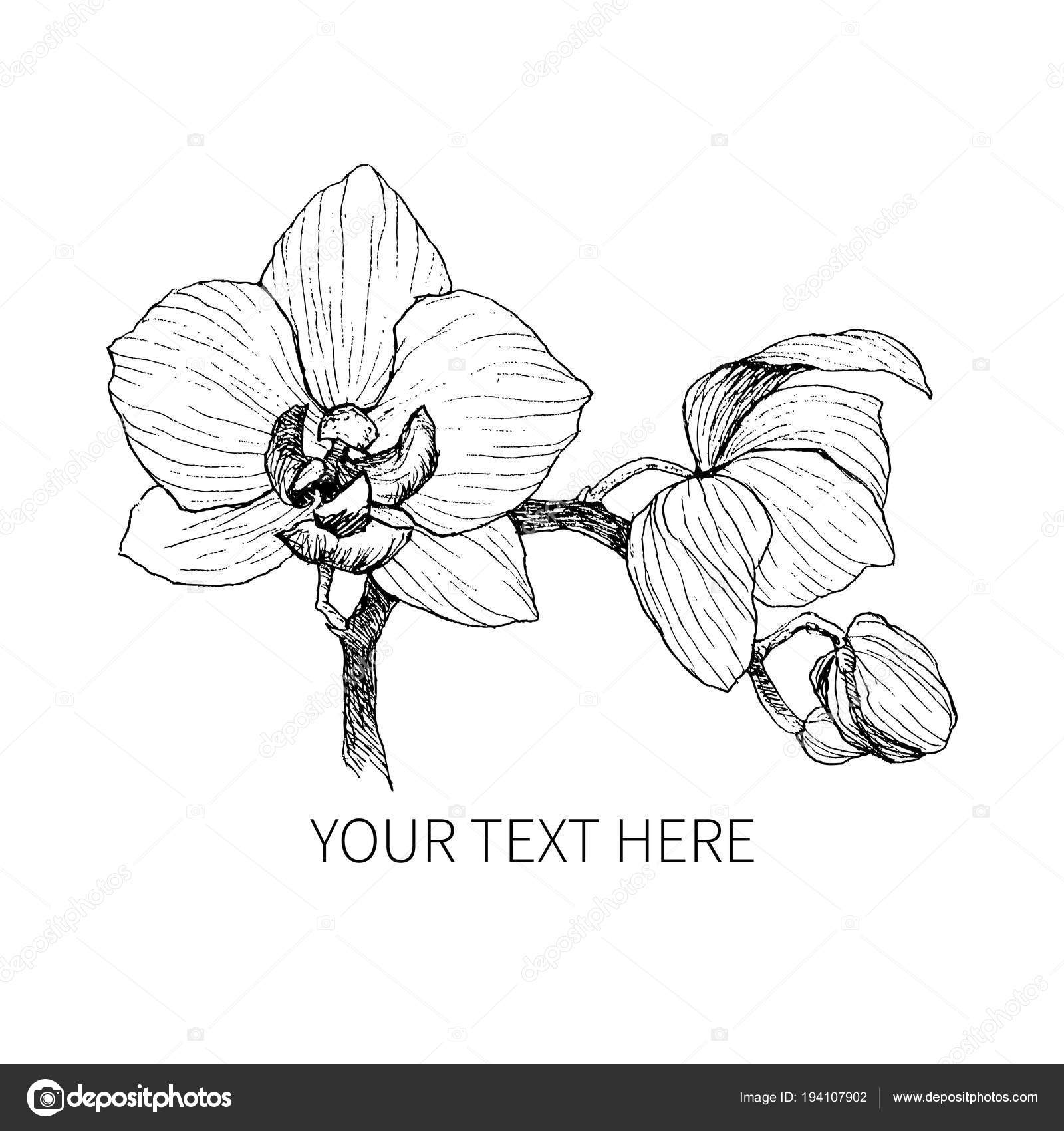 Hand Drawn Black Outline Orchid On A White Background Isolated Highly Detailed Vector Illustration Beautiful Exotic Flower Cymbidium For Your Logo Composition Design Stock Vector C Ledepict Gmail Com 194107902