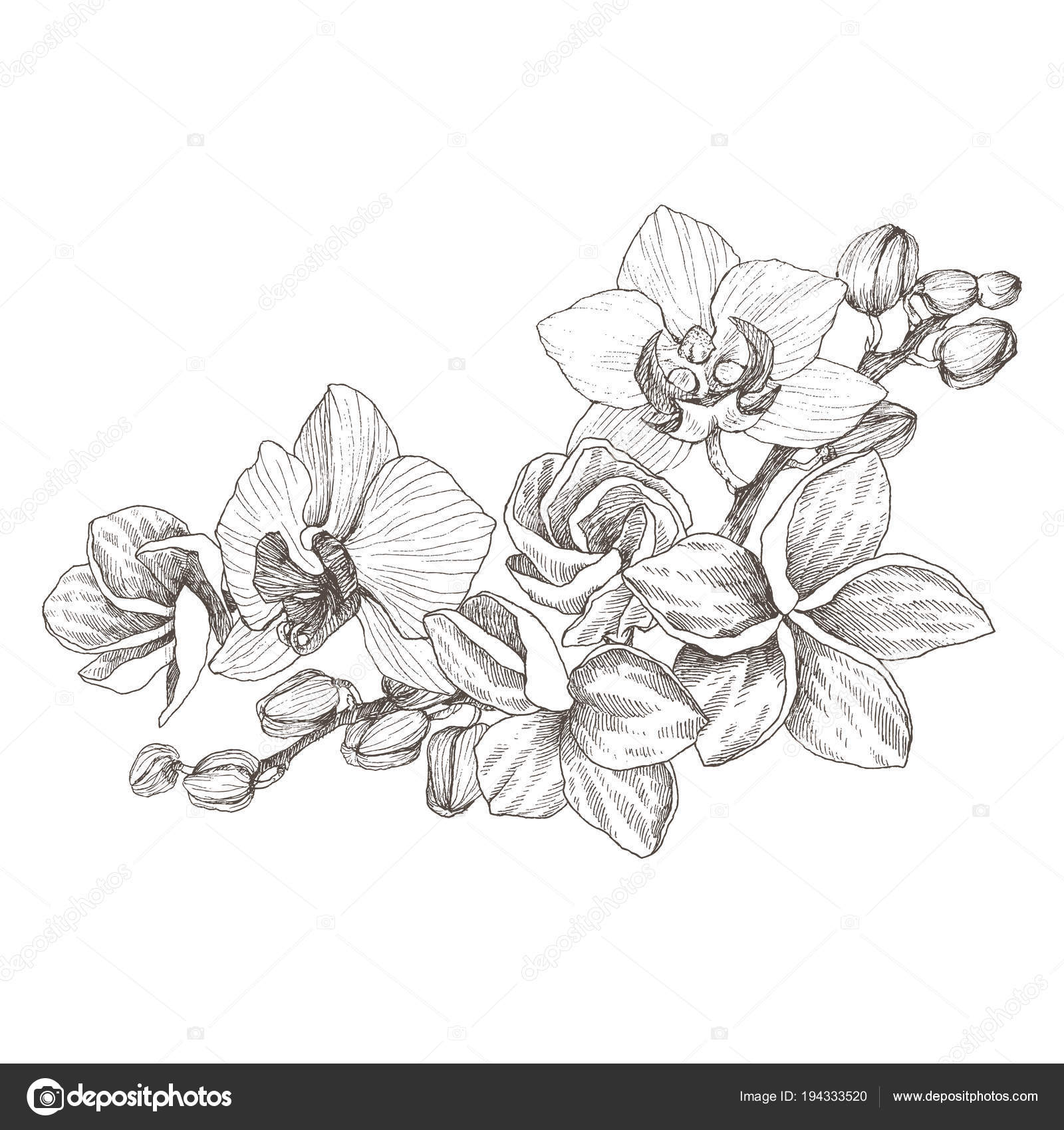 난초와 고립 된 흰색 배경에 plumeria 손으로 그린 검정 개요 꽃다발. 매우 상세한 벡터 일러스트입니다. 아름 다운 이국적인  꽃입니다. Cymbidium 로고, 구성, 디자인에 대 한. 스톡 벡터 - ©ledepict.gmail.com 194333520, image size:1600x1700