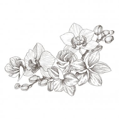 Elle çizilmiş orkide ve plumeria izole beyaz bir arka plan üzerinde siyah anahat buket. Son derece detaylı vektör çizim. Güzel egzotik çiçek. Cymbidium logosu, kompozisyon, tasarım.