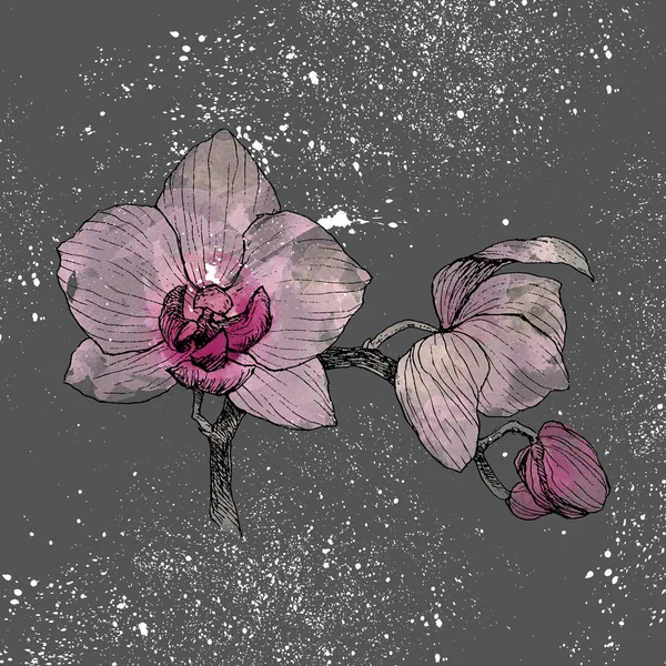 Ruka natažený orchidejí na tmavém pozadí s akvarel spot a splash. Vysoce detailní ilustrace s akvarelem. Krásná exotická květina. Cymbidium pro vaše logo, složení, design. — Stock fotografie