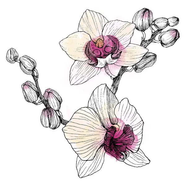 Hand dras svart kontur orchid på en vit bakgrund som isolerade. Mycket detaljerad illustration med akvarell. Vackra exotiska blomma. Cymbidium för din logotyp, sammansättning, design. — Stockfoto