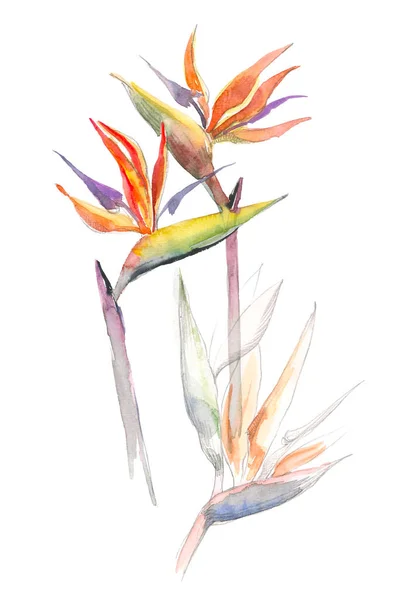 Strelitzia tropische plant. Collectie met hand getrokken bloemen en bladeren. Ontwerp voor de uitnodiging, bruiloft of wenskaarten. — Stockfoto