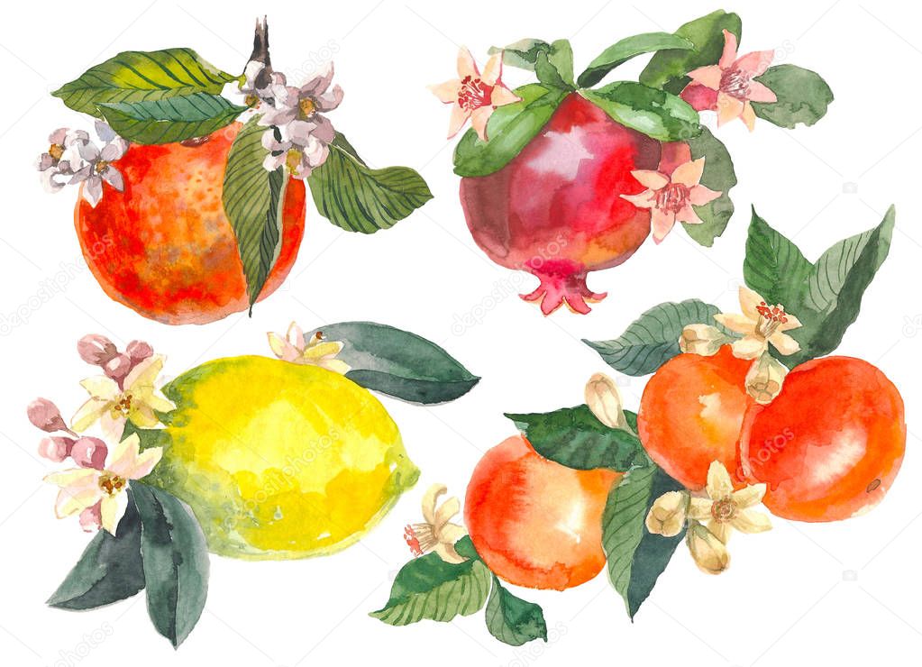 Set of hand drawn watercolor painting on white background. Aquarelle illustrations of citrus fruits with flowers