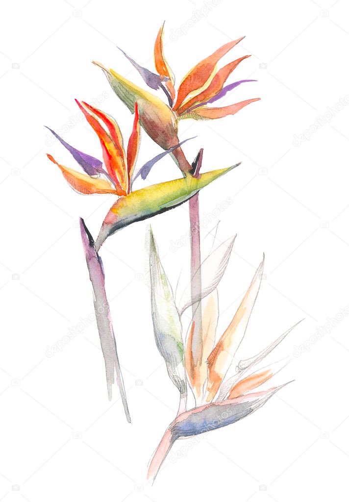 Strelitzia tropical plant. Collection with hand drawn flowers and leaves. Design for invitation, wedding or greeting cards.