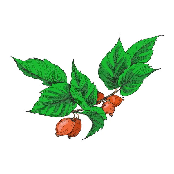 Hagebutten, Beeren und Zweige. Vintage botanisch gestochene Illustration. Vektor handgezeichnete natürliche Elemente. Skizzenstil. — Stockvektor