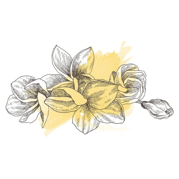 Bozzetto disegnato a mano fiore tropicale Plumeria. Illustrazione botanica stile incisione con punto acquerello. Oggetti isolati di line art altamente dettagliati — Foto Stock